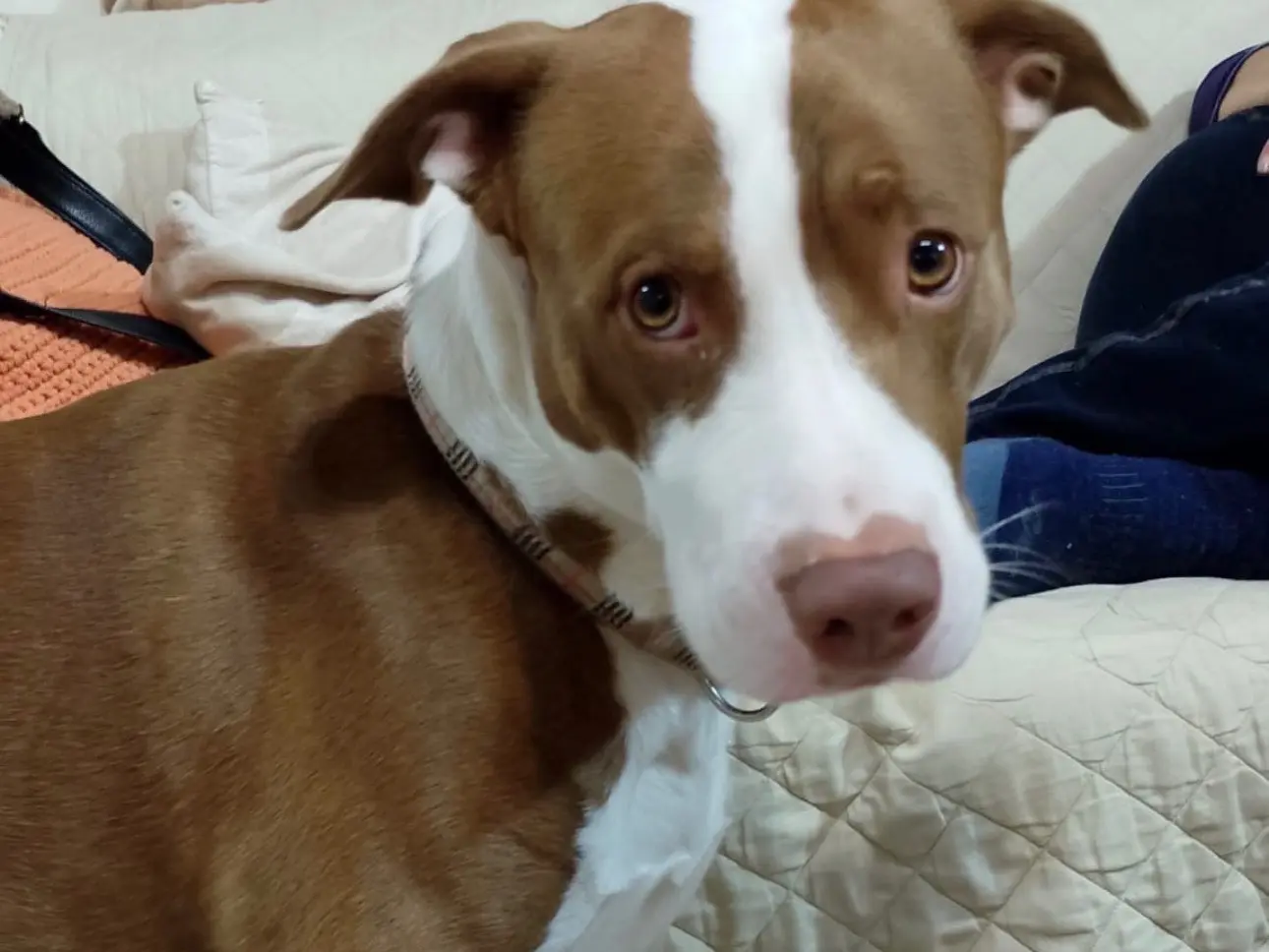 Vuoi adottare un cane a Siracusa?