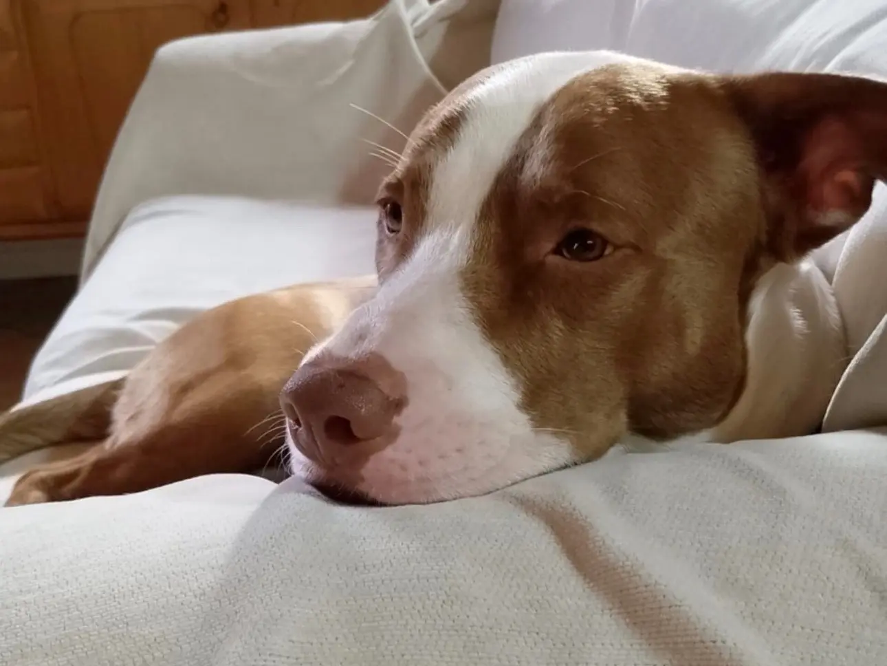 Adotta un cane, maschio, 1 anno e 9 mesi, Siracusa