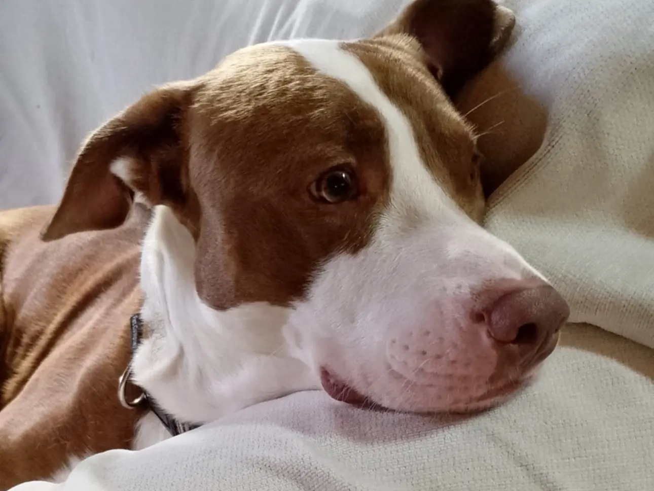 Adozione cane, maschio, Amstaff Razza sconosciuta, 1 anno e 9 mesi, taglia media, Siracusa