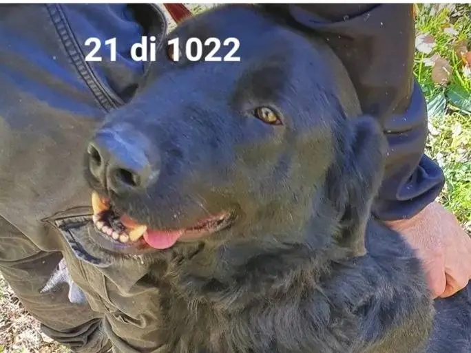 Foto 2 dell'animale