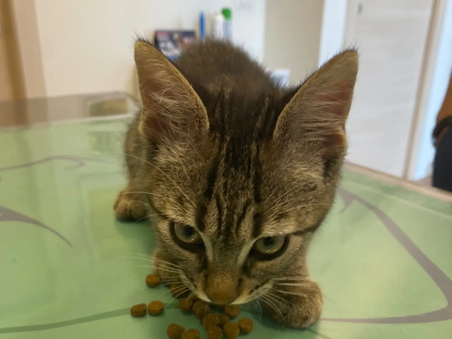 Adozione gatto, maschio, Razza sconosciuta Razza sconosciuta, 9 mesi, taglia non valida, Torino