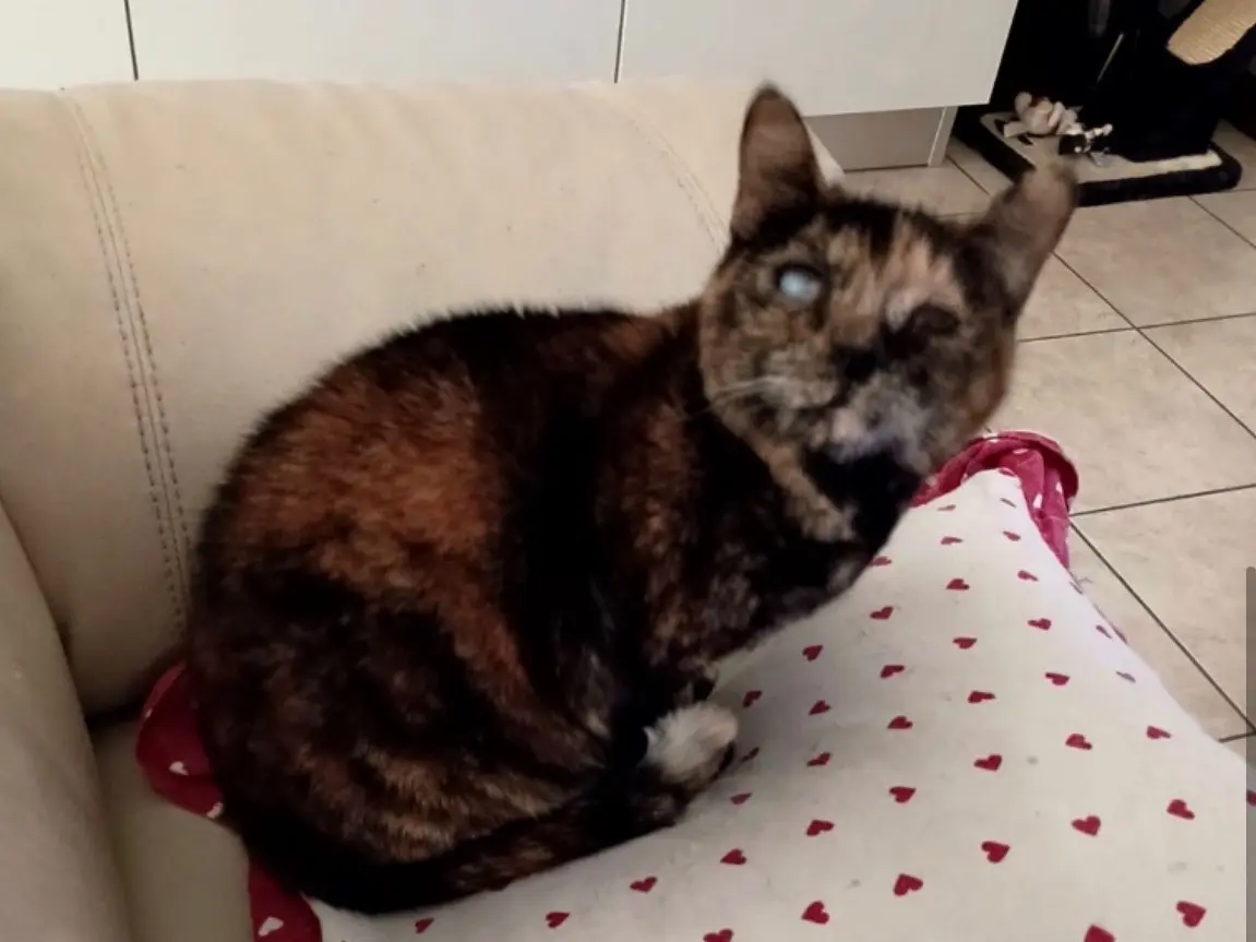 Vuoi adottare un gatto a Verona?