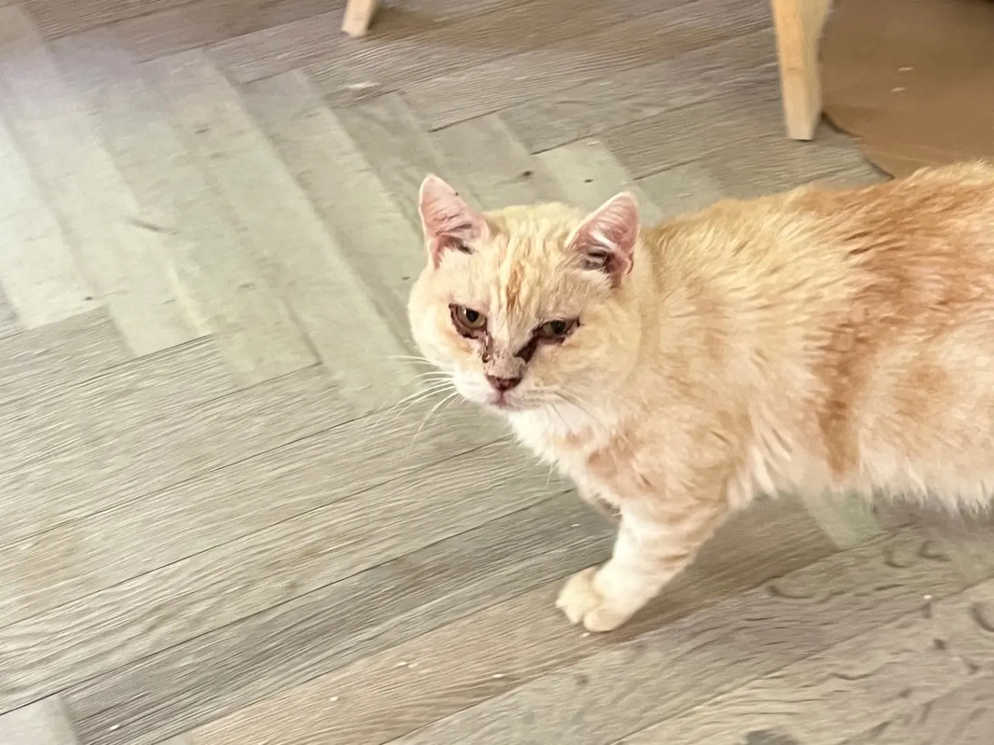 Adozione gatto, femmina, Razza sconosciuta Razza sconosciuta, 6 anni e 7 mesi, taglia non valida, Padova