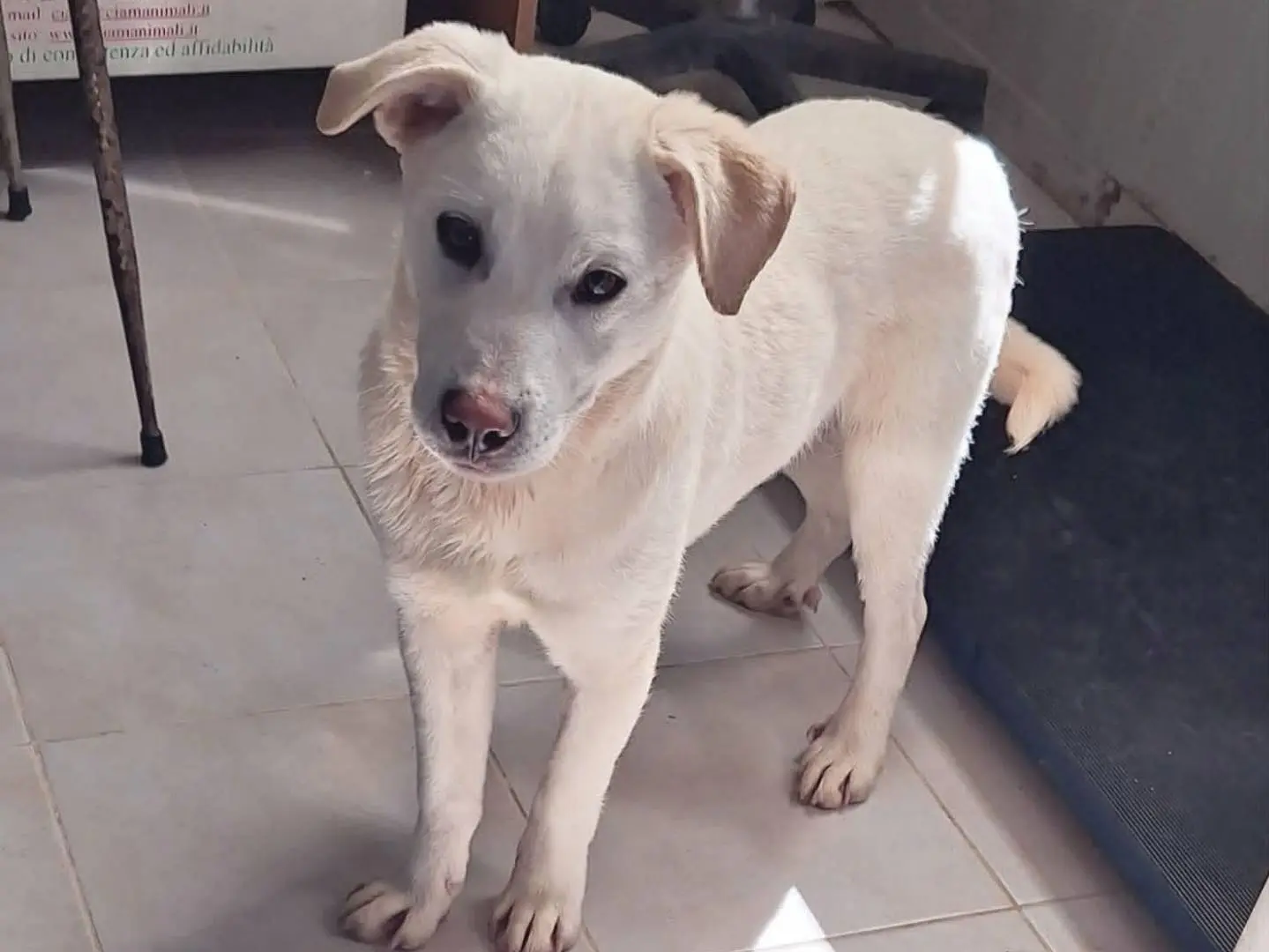 Adotta un cane, taglia media, maschio, Bari
