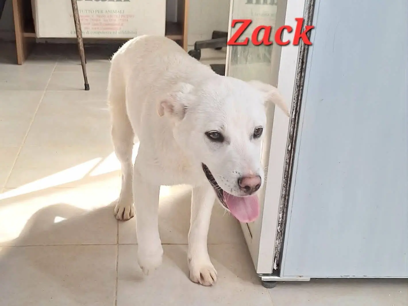Adozione cane, maschio, Akita Razza sconosciuta, 10 mesi, taglia media, Bari