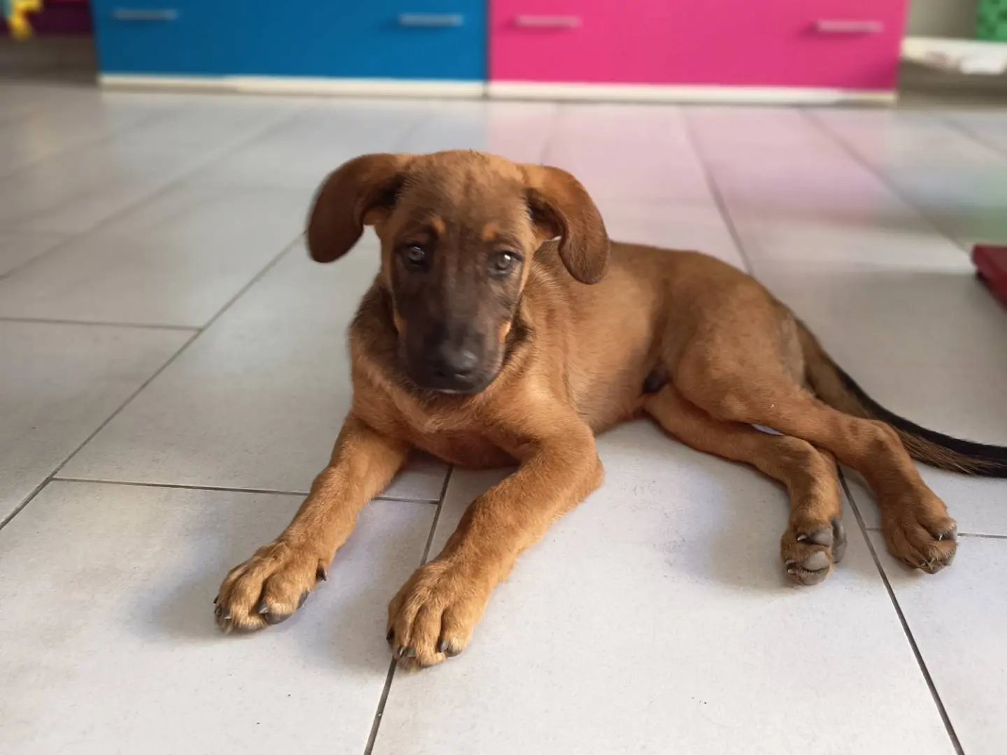 Adotta un cane, taglia grande, maschio, Trapani