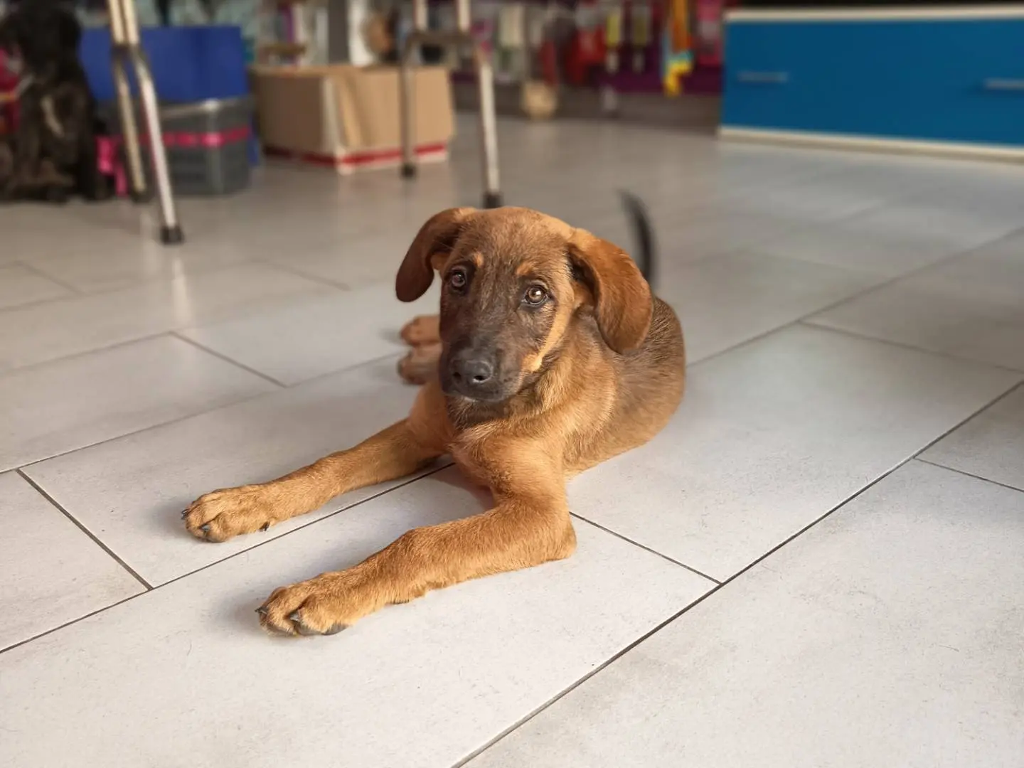 Adotta un cane, maschio, 1 anno e 3 mesi, Trapani