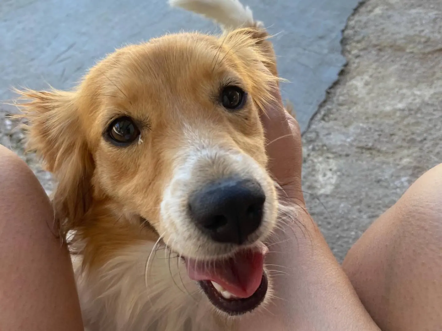 Adozione cane, femmina, Razza sconosciuta Razza sconosciuta, 3 anni e 4 mesi, taglia piccola, Latina