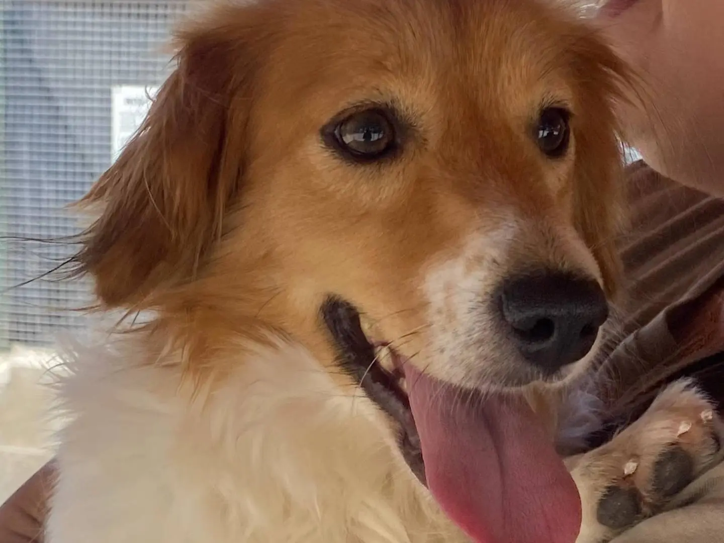 Adotta un cane, femmina, 3 anni e 4 mesi, Latina