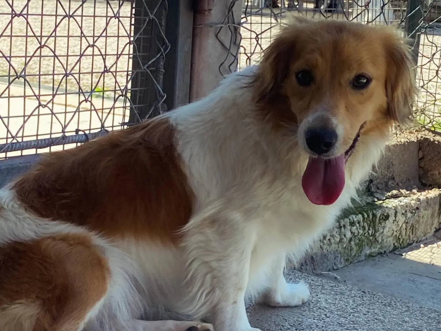 Adotta un cane, taglia piccola, femmina, Latina