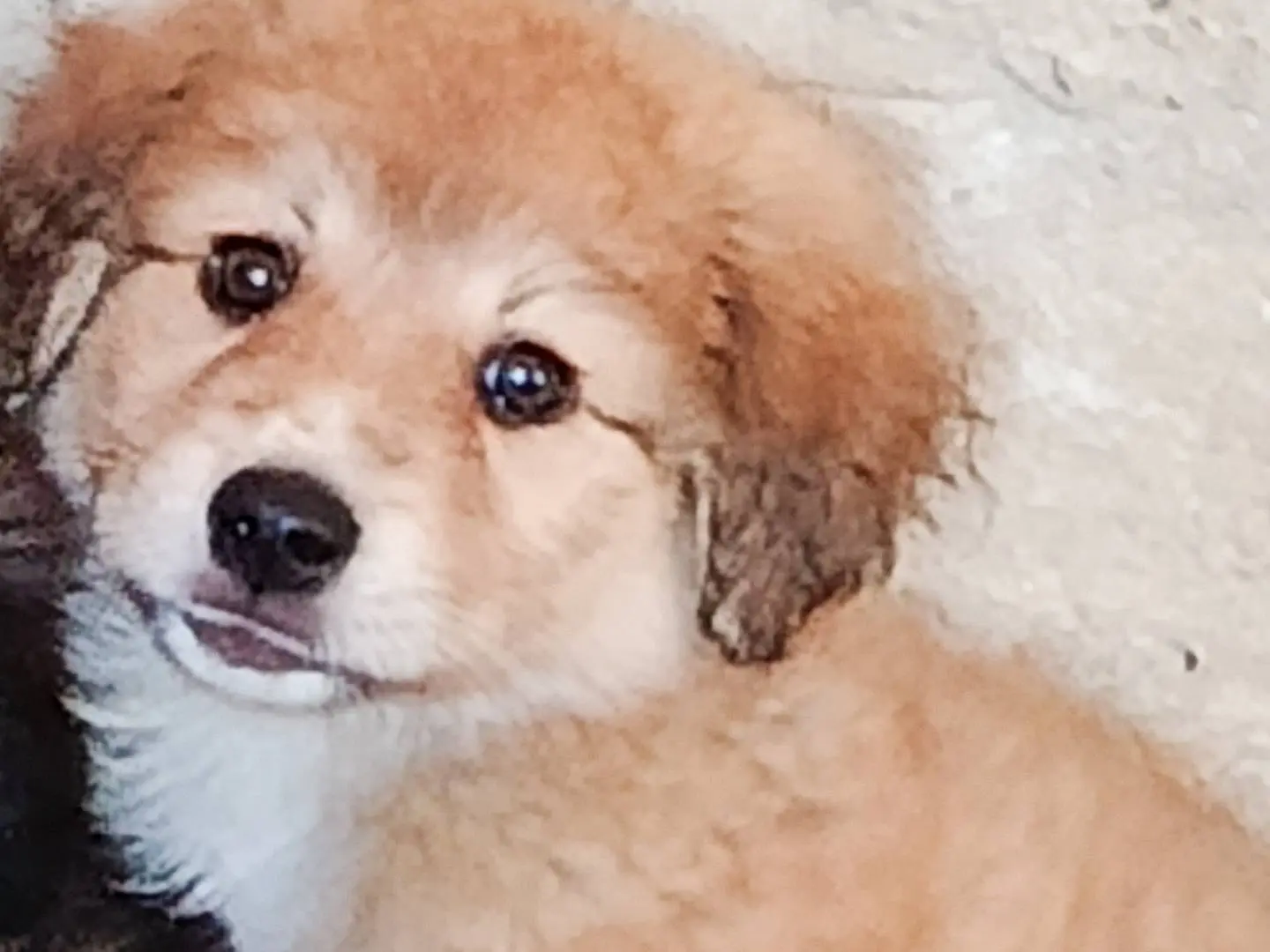 Adotta il cane Lilla a Trapani