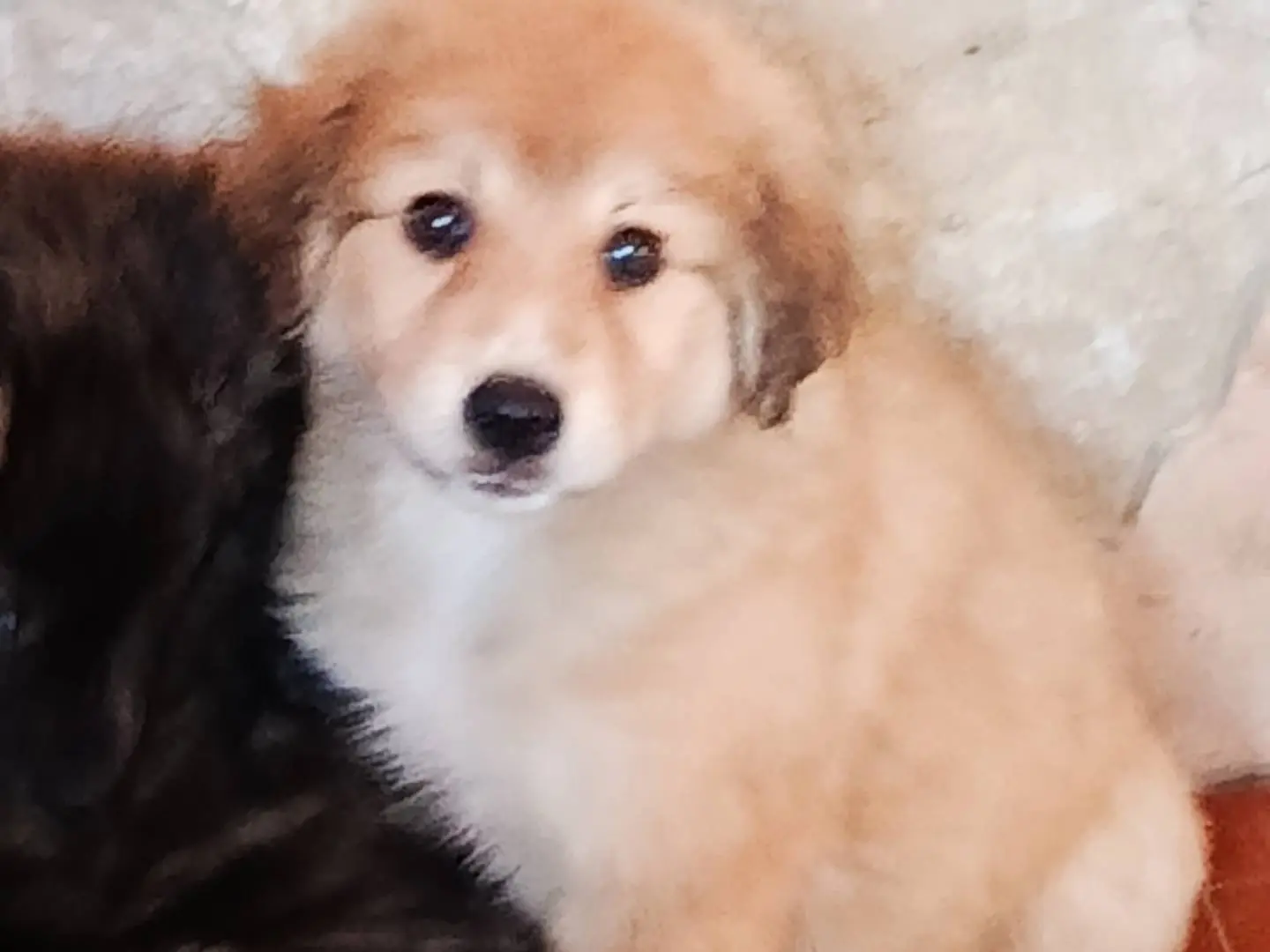 Adotta un cane, femmina, 11 mesi, Trapani