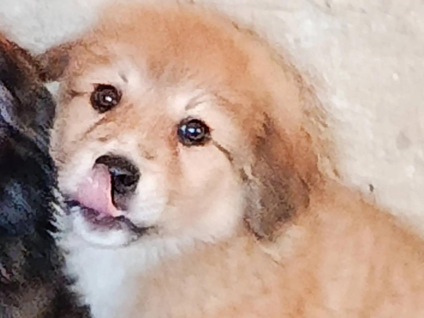 Adotta un cane, taglia media, femmina, Trapani