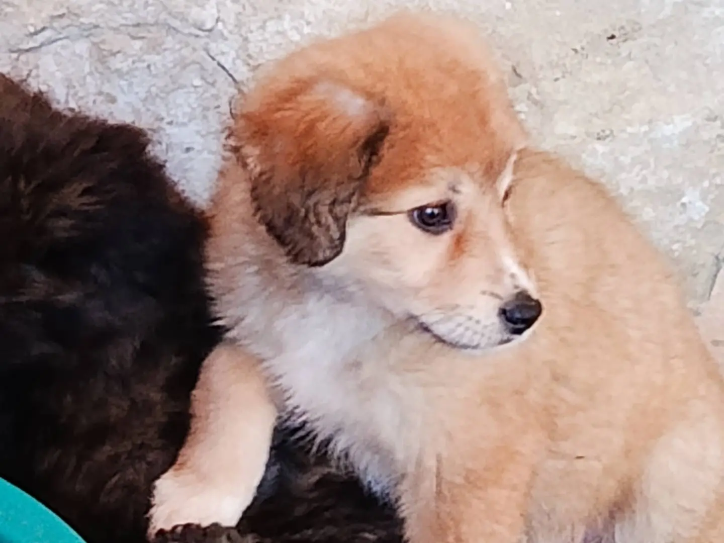 Adozione cane, femmina, Razza sconosciuta Razza sconosciuta, 11 mesi, taglia media, Trapani