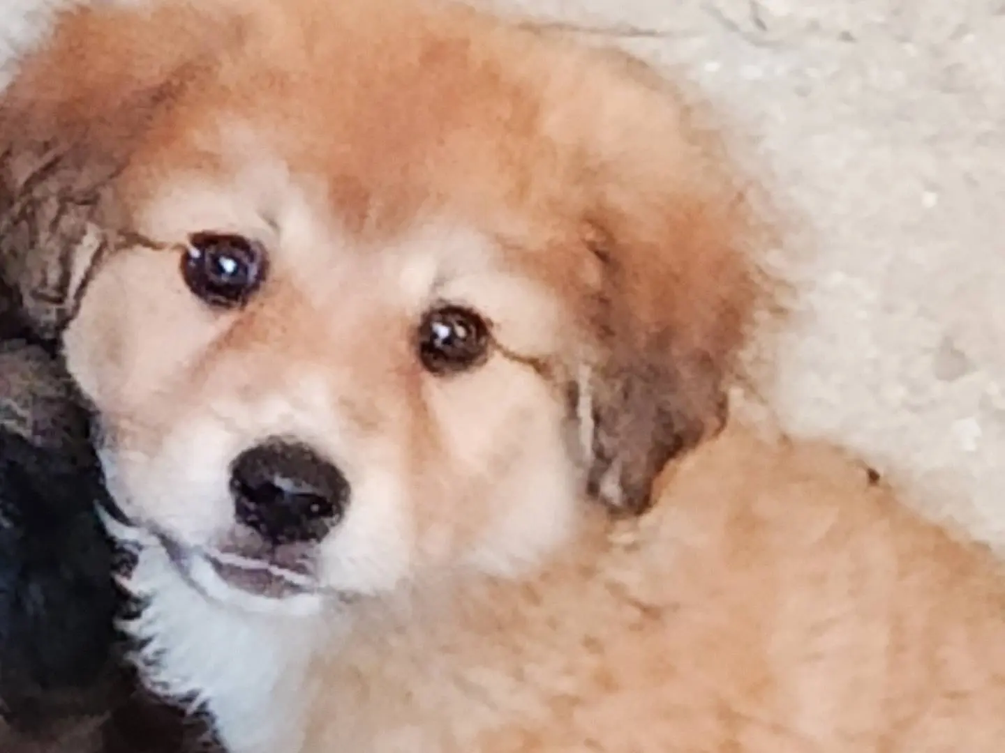 Vuoi adottare un cane a Trapani?