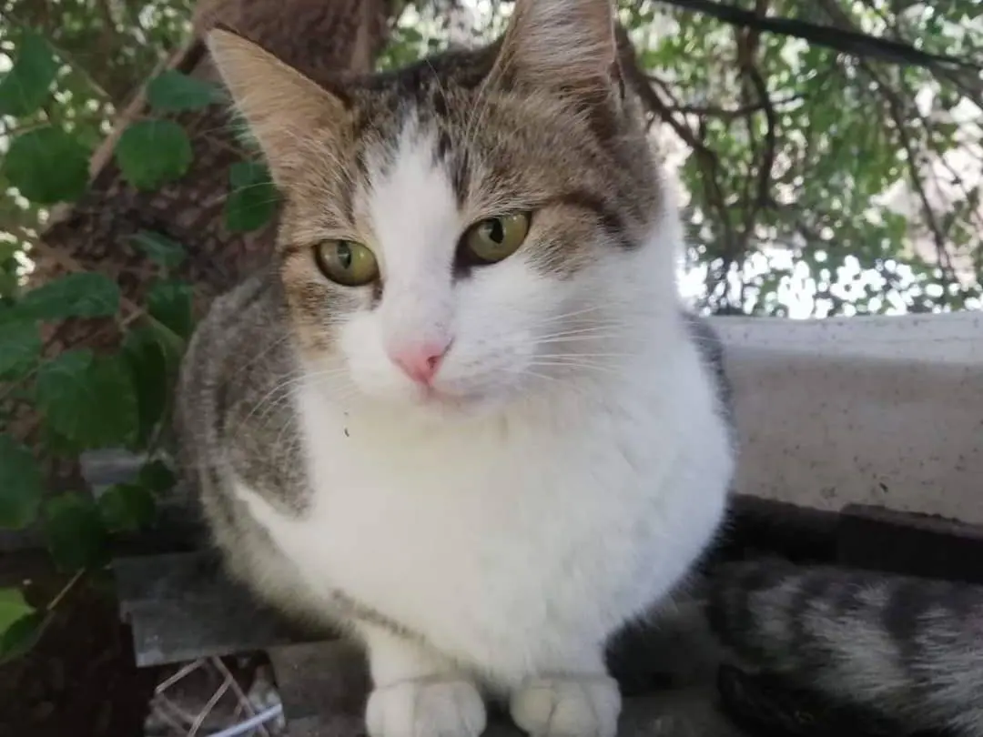 Adozione gatto, femmina, Razza sconosciuta Razza sconosciuta, 6 anni e 9 mesi, taglia non valida, Milano