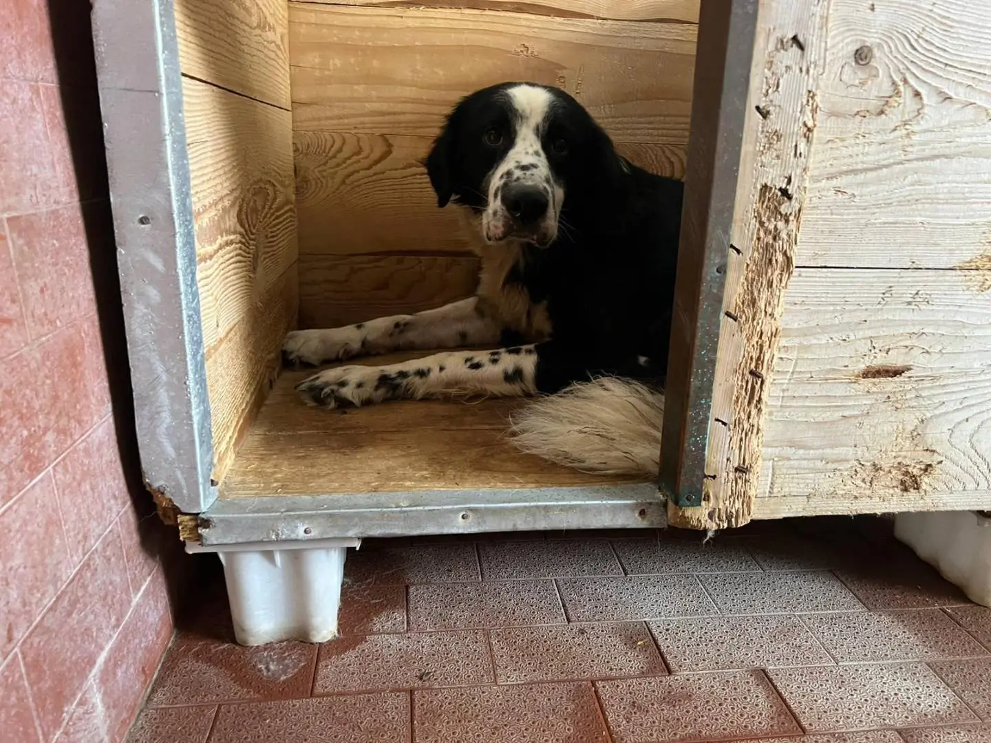 Adotta un cane, maschio, 4 anni e 9 mesi, Milano