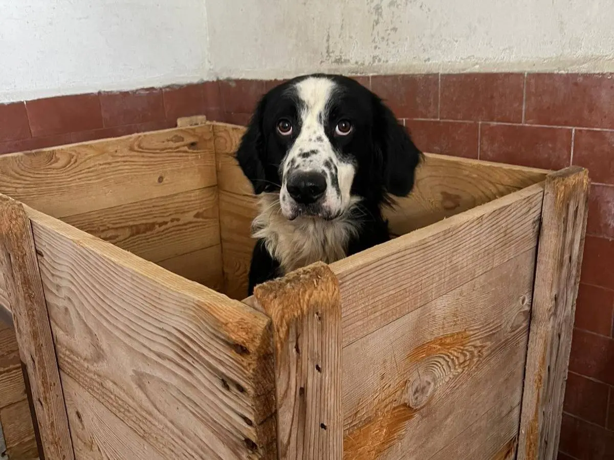 Adozione cane, maschio, Border Collie Razza sconosciuta, 4 anni e 9 mesi, taglia media, Milano