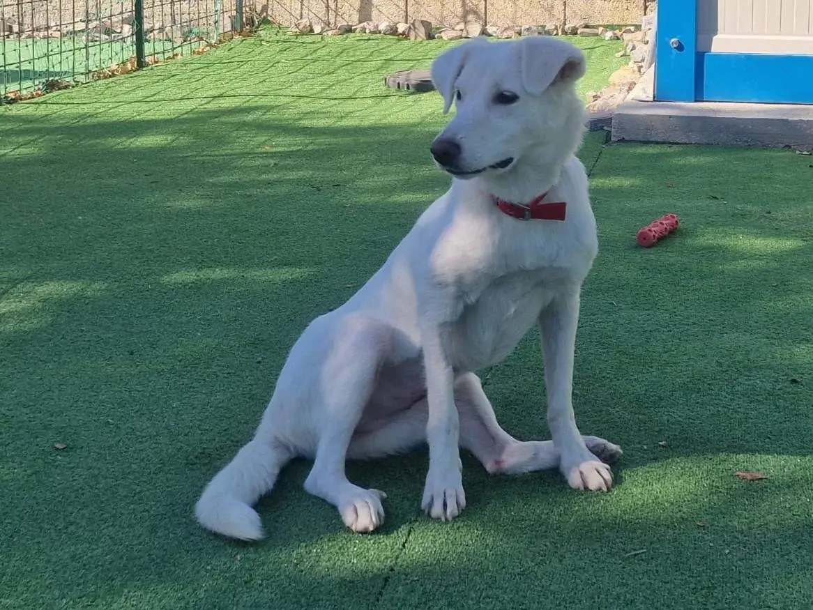 Adozione cane, femmina, Razza sconosciuta Razza sconosciuta, 1 anno e 1 mese, taglia media, Cosenza