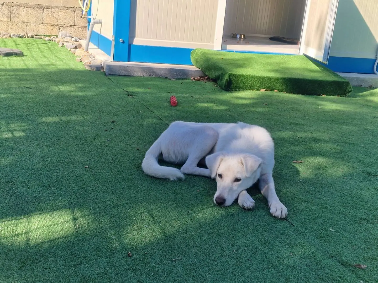 Adotta un cane, femmina, 1 anno e 1 mese, Cosenza