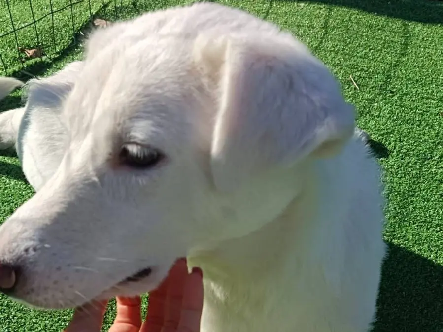Vuoi adottare un cane a Cosenza?