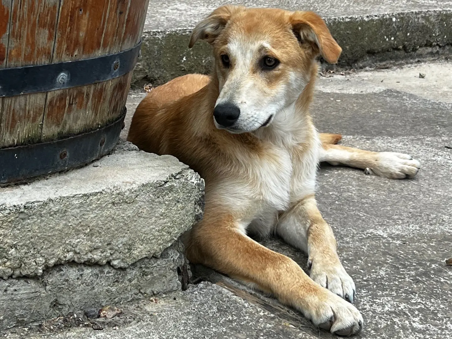 Adozione cane, maschio, Razza sconosciuta Razza sconosciuta, 11 mesi, taglia media, Enna