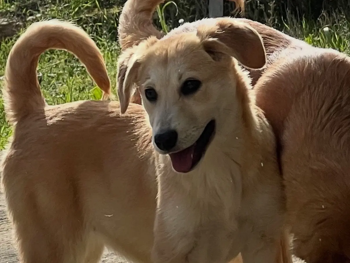 Adotta un cane, taglia media, maschio, Enna