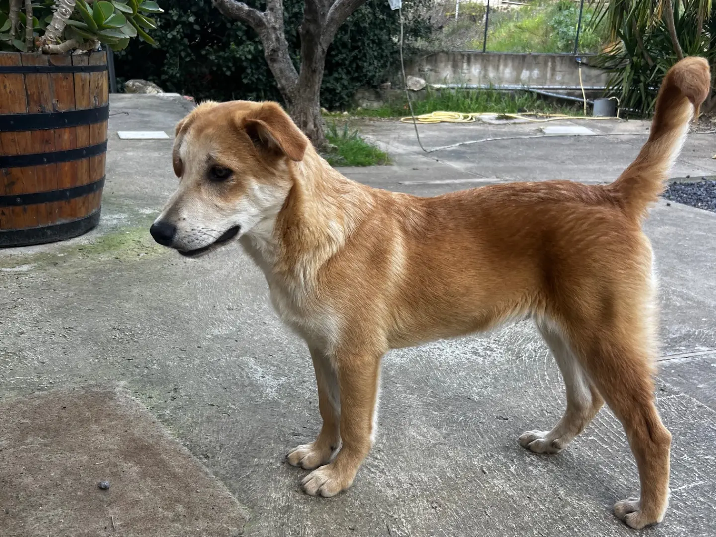 Adotta il cane ROGER a Enna