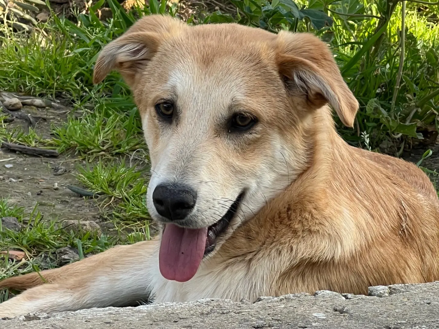 Vuoi adottare un cane a Enna?