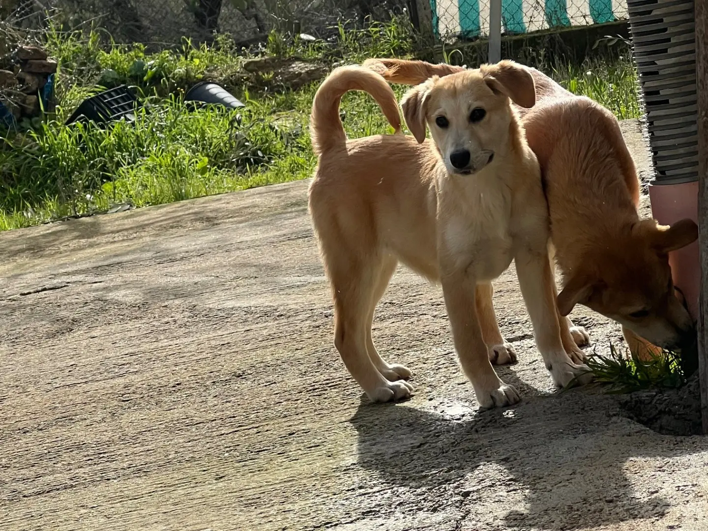 Adotta un cane, maschio, 11 mesi, Enna