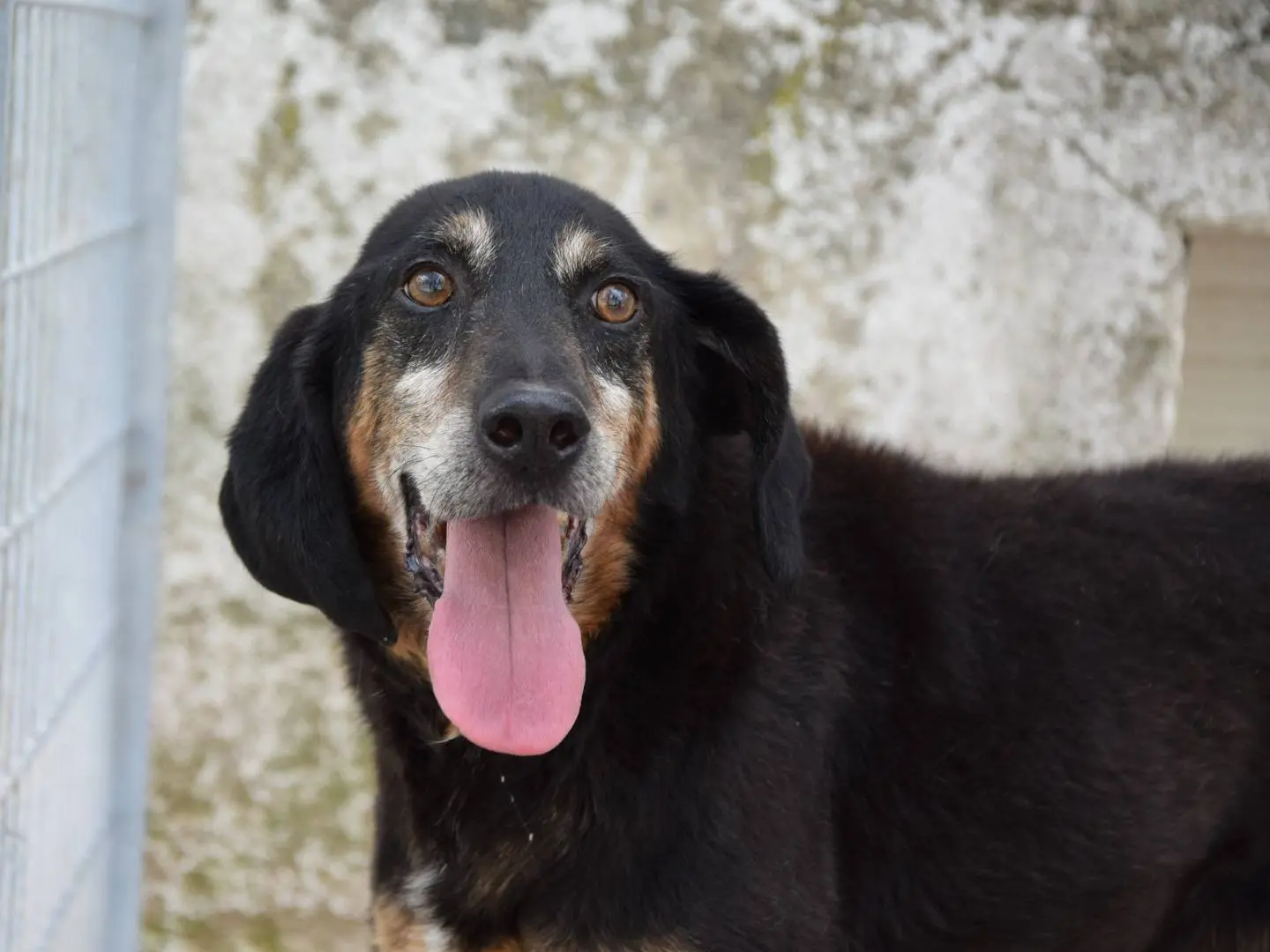 Adozione cane, maschio, Segugio Razza sconosciuta, 10 anni e 10 mesi, taglia media, Chieti