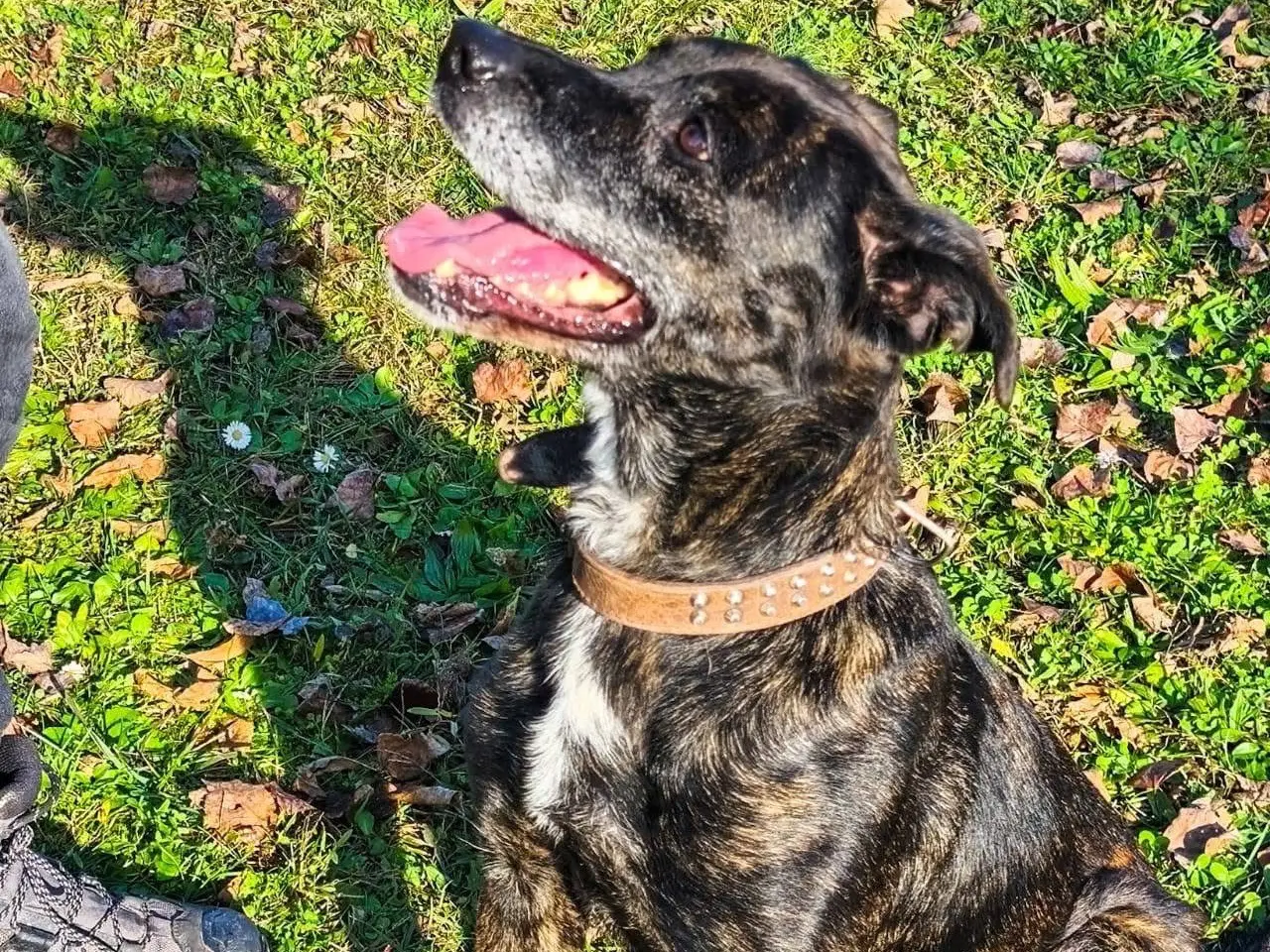 Adotta un cane, femmina, 7 anni e 6 mesi, Teramo