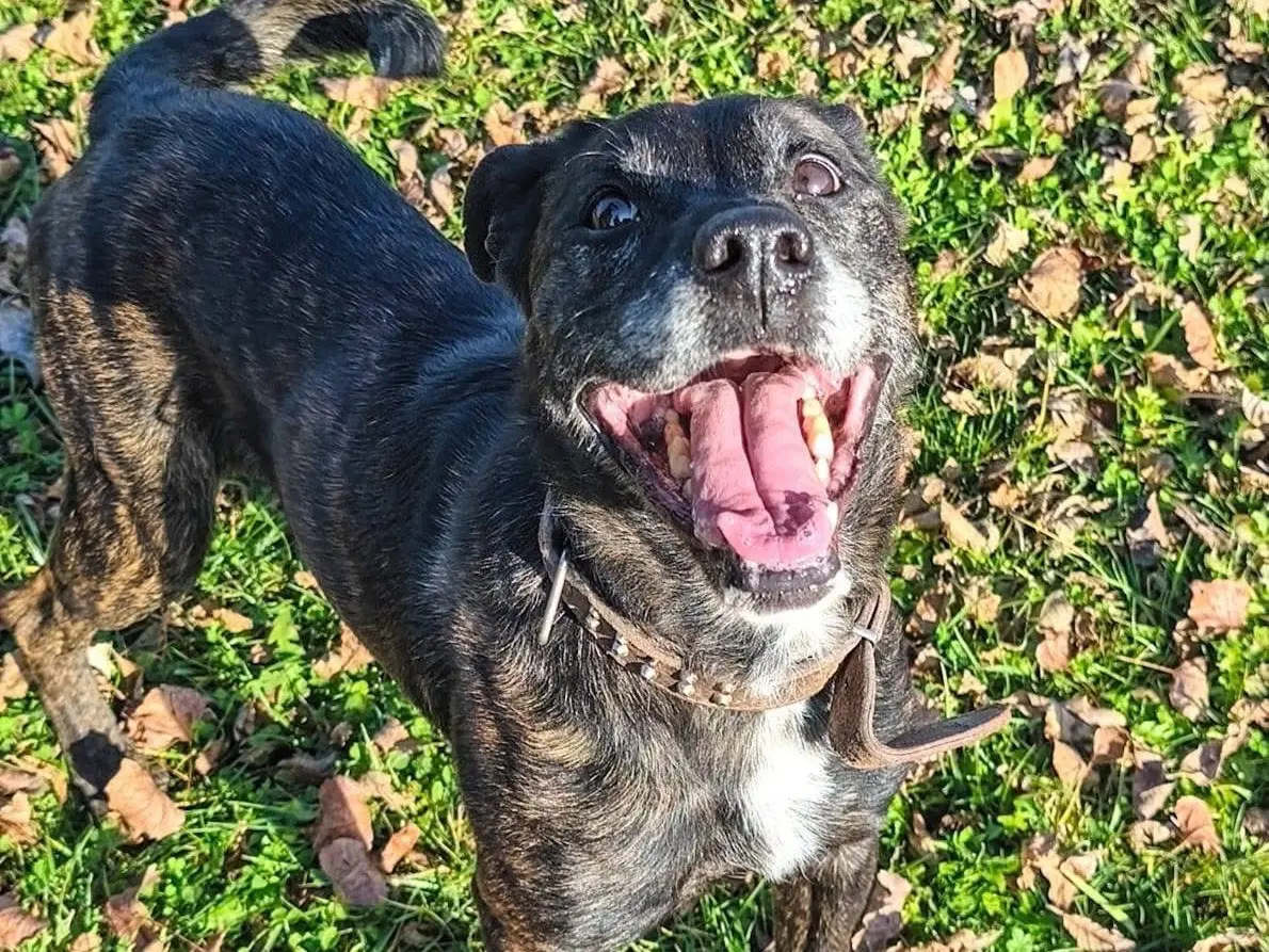 Adozione cane, femmina, Razza sconosciuta Razza sconosciuta, 7 anni e 6 mesi, taglia media, Teramo