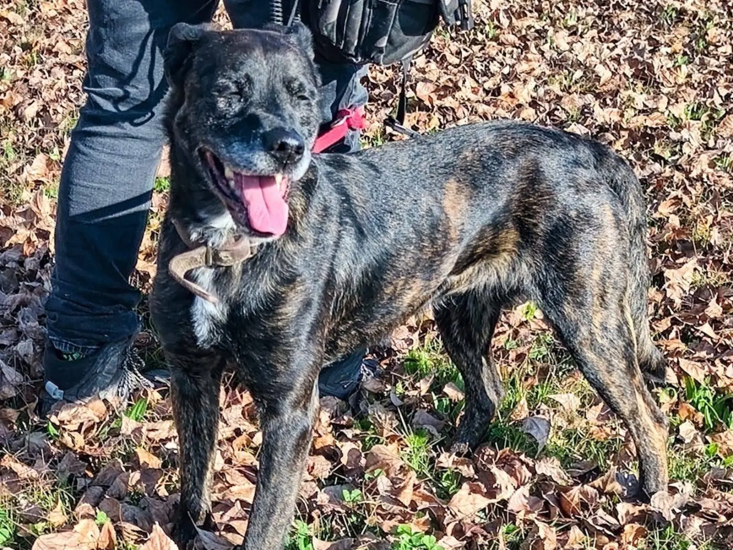 Adotta un cane, taglia media, femmina, Teramo