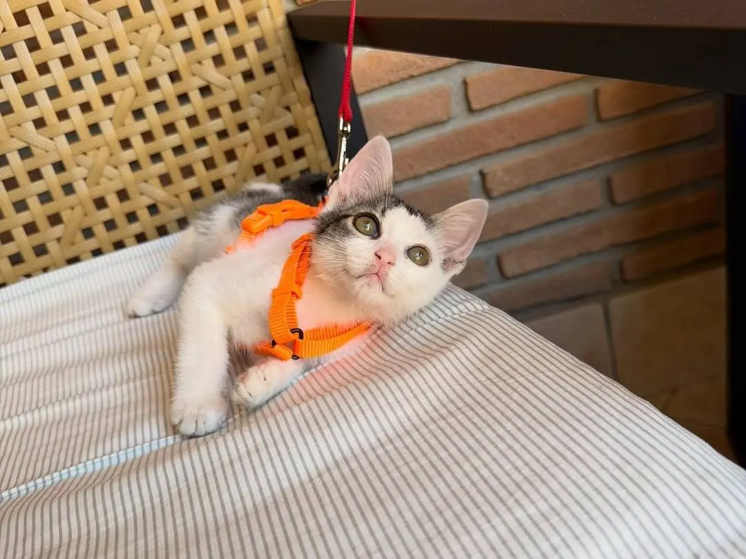 Adotta un gatto, maschio, 3 mesi, Caserta