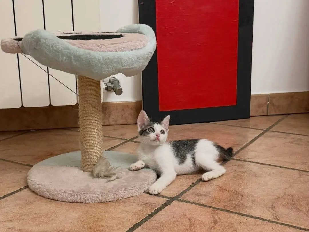 Adotta il gatto Gingi a Caserta