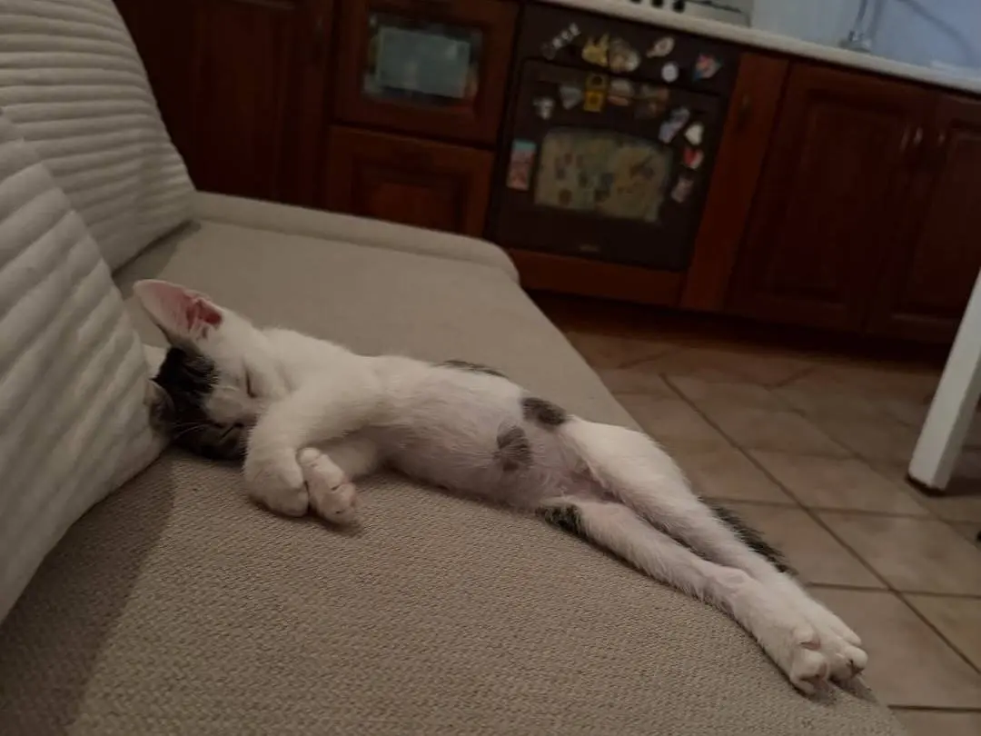 Adotta un gatto, taglia non valida, maschio, Caserta