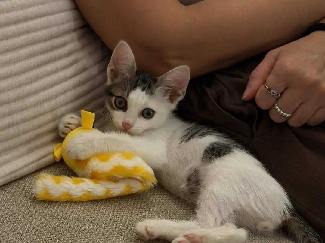 Adozione gatto, maschio, Razza sconosciuta Razza sconosciuta, 3 mesi, taglia non valida, Caserta