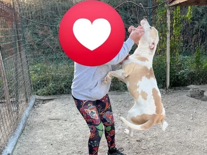 Foto 3 dell'animale