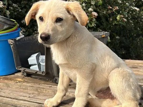 Adozione cane, maschio, Razza sconosciuta Razza sconosciuta, 10 mesi, taglia media, Vibo