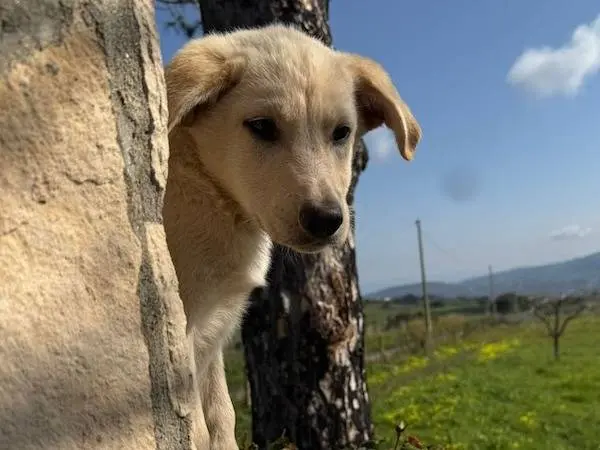 Adotta un cane, taglia media, maschio, Vibo
