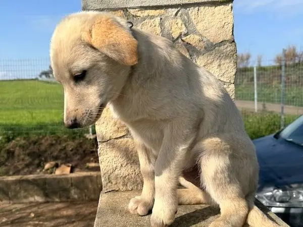 Adotta un cane, maschio, 10 mesi, Vibo