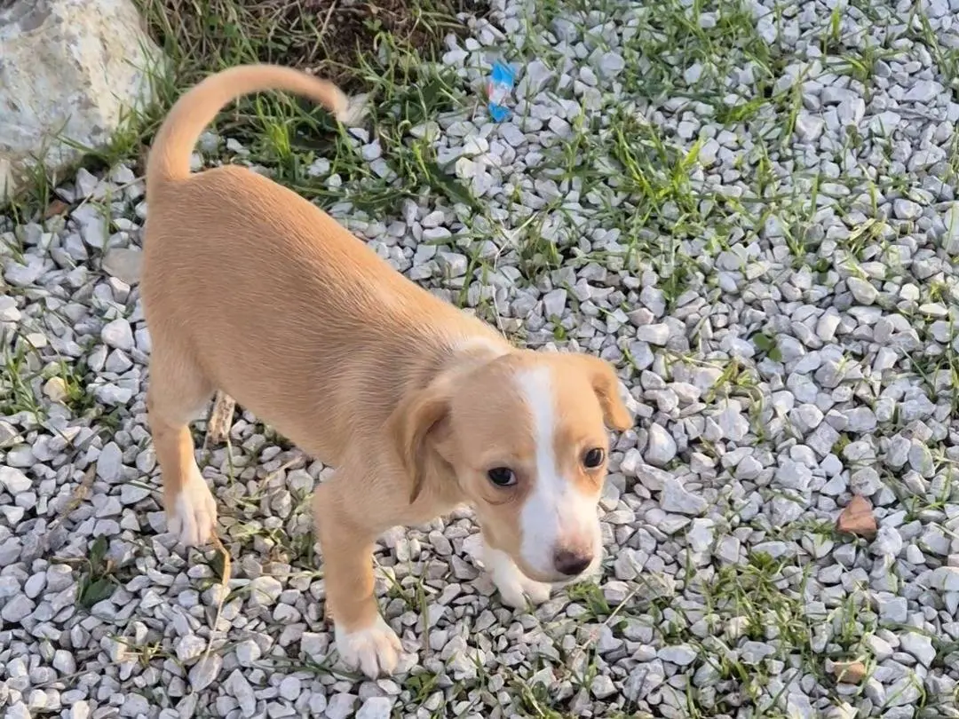Adozione cane, femmina, Razza sconosciuta Razza sconosciuta, 2 mesi, taglia piccola, Potenza