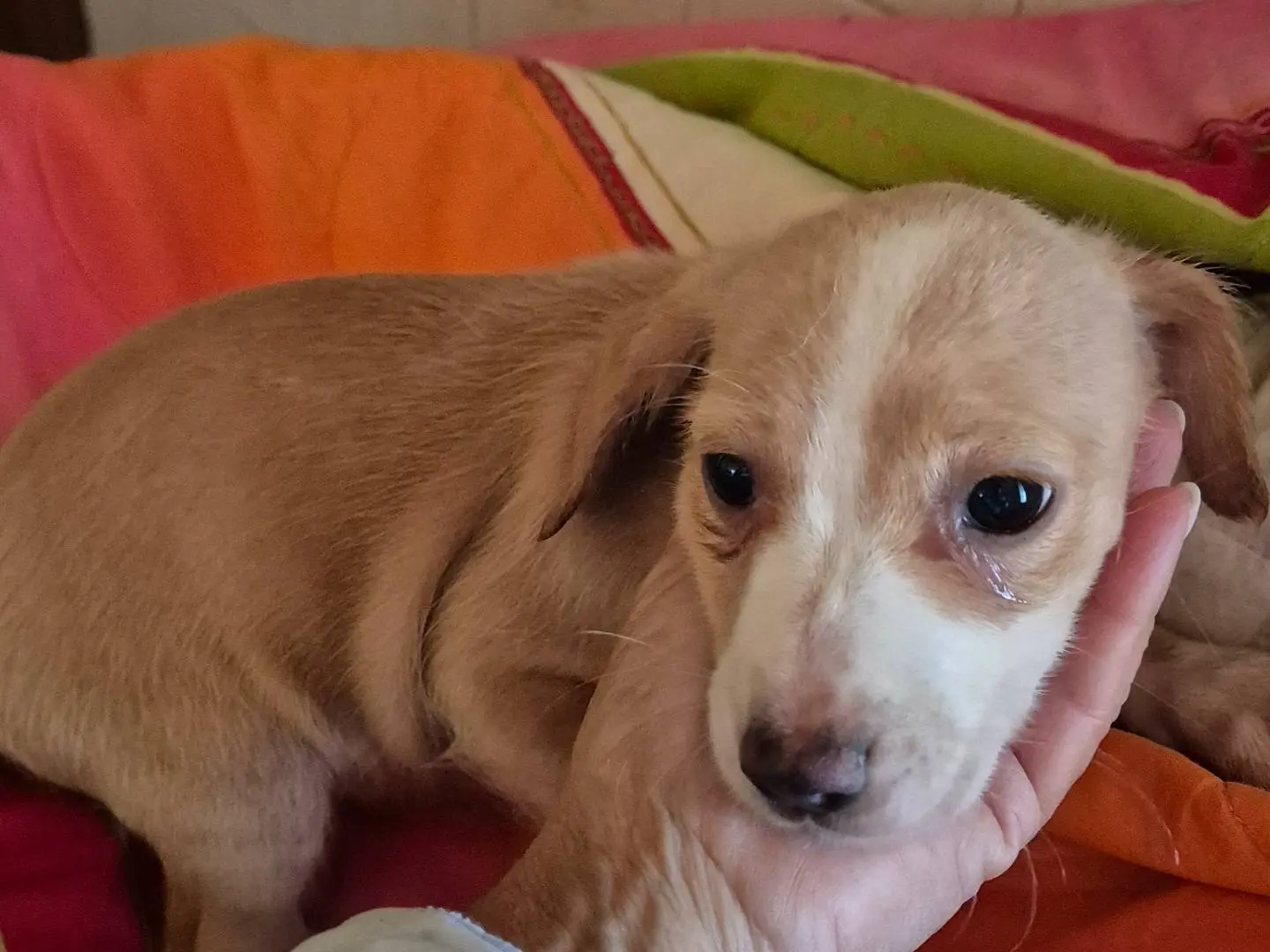 Adotta un cane, femmina, 2 mesi, Potenza