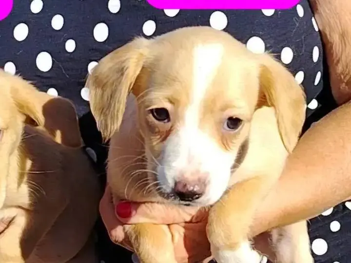 Adotta un cane, taglia piccola, femmina, Potenza