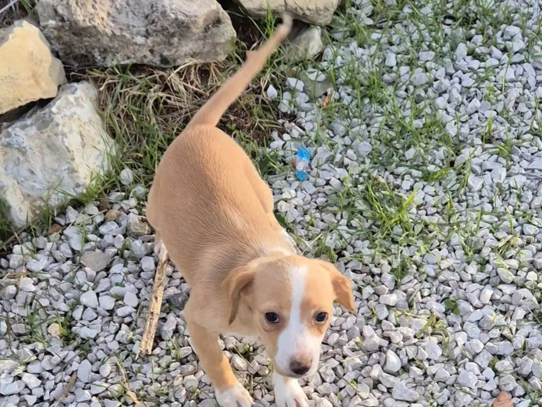 Vuoi adottare un cane a Potenza?