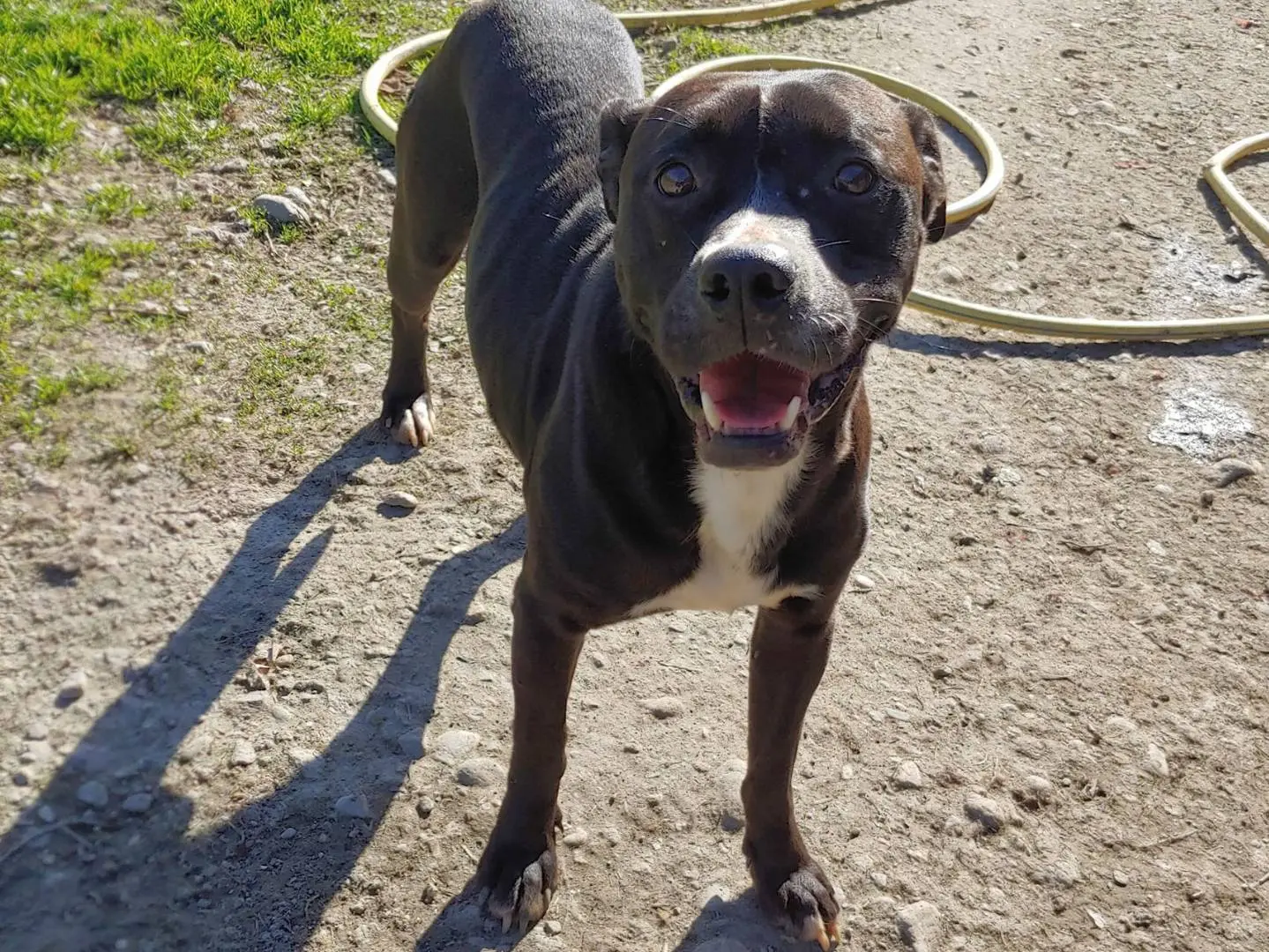 Adotta un cane, taglia media, maschio, Messina