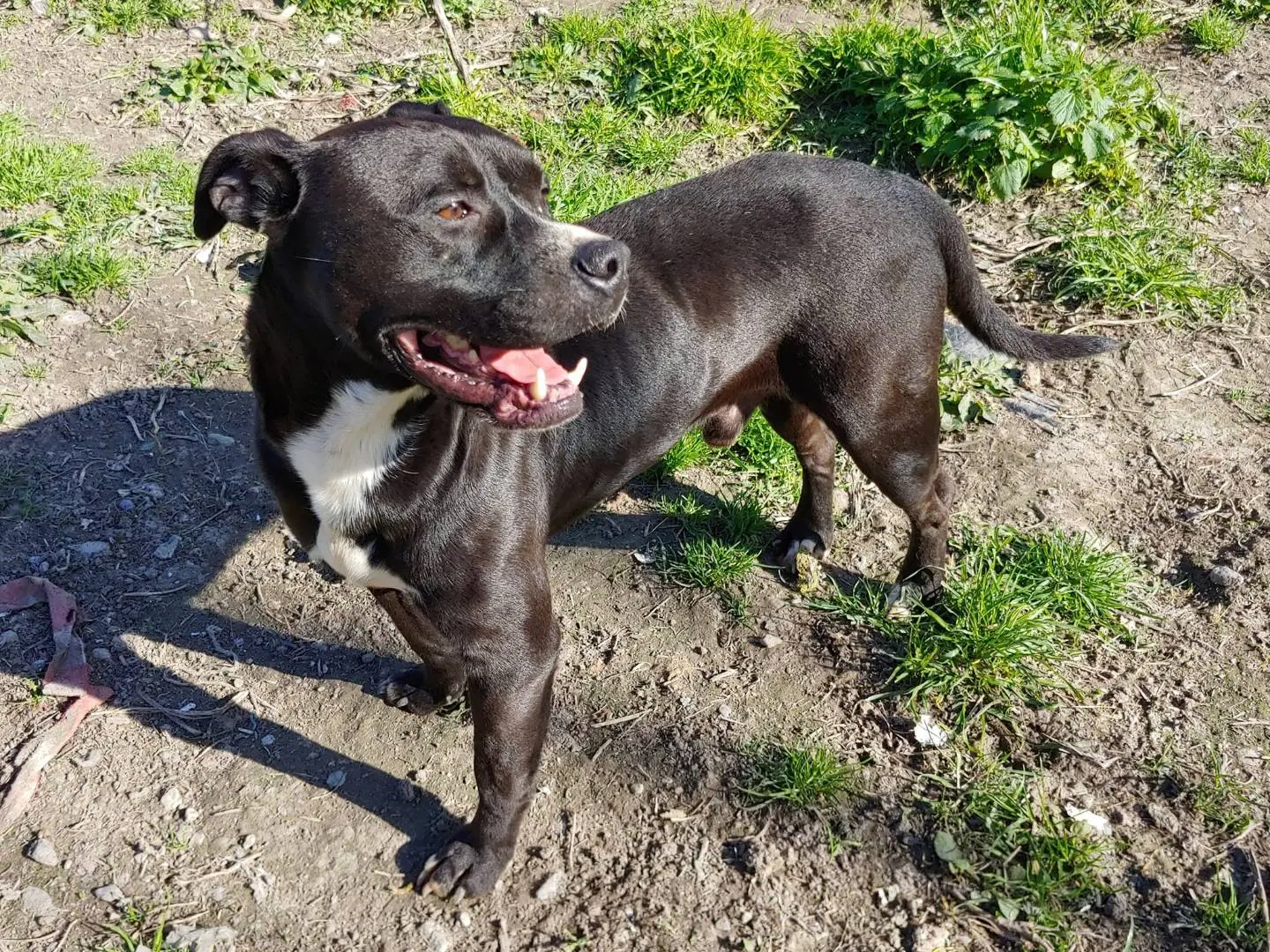 Adotta un cane, maschio, 3 anni e 9 mesi, Messina