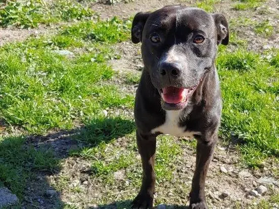 Adozione cane, maschio, American Staffordshire Terrier, 3 anni e 9 mesi, taglia media, Messina