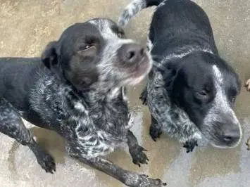Adotta un cane, maschio, 8 anni e 9 mesi, Frosinone